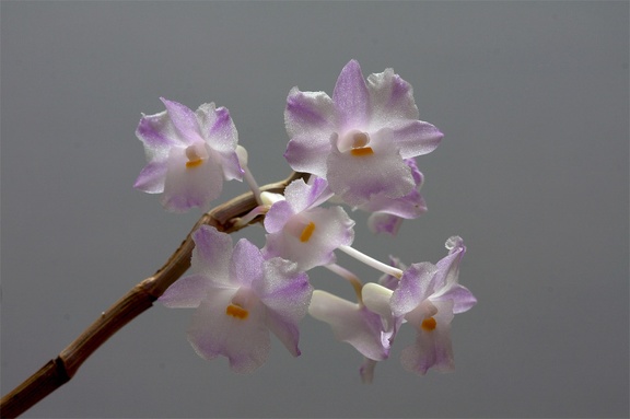 Dendrobium mutabile