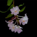 Dendrobium mutabile