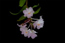 Dendrobium mutabile