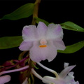 Dendrobium mutabile