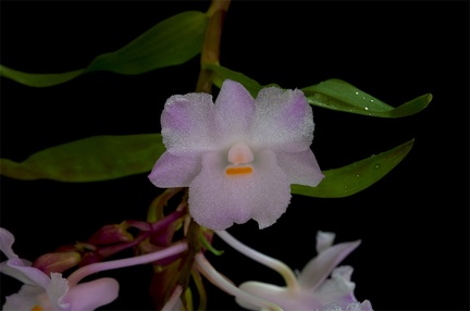 Dendrobium mutabile