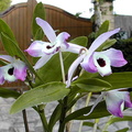 Dendrobium nobile