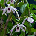 Dendrobium nobile