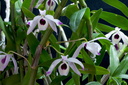 Dendrobium nobile