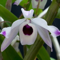 Dendrobium nobile