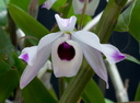 Dendrobium nobile