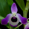 Dendrobium nobile