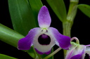 Dendrobium nobile