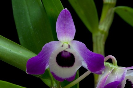 Dendrobium nobile