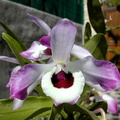 Dendrobium nobile