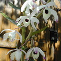 Dendrobium nobile