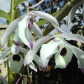 Dendrobium nobile