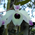 Dendrobium nobile