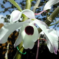 Dendrobium_nobile7.jpg