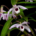 Dendrobium nobile