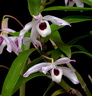 Dendrobium nobile