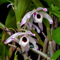 Dendrobium nobile