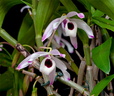 Dendrobium nobile