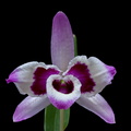 Dendrobium_nobile_cooksonianum1.jpg