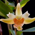 Dendrobium ochraceum