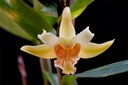 Dendrobium ochraceum