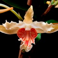 Dendrobium ochraceum