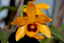 Dendrobium ochreatum