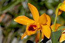 Dendrobium ochreatum