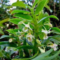 Dendrobium oligophyllum