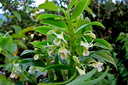 Dendrobium oligophyllum