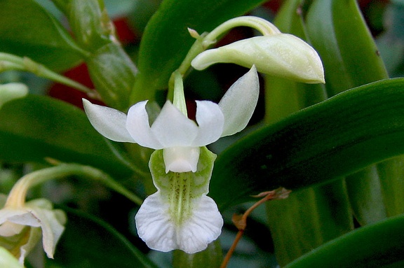 Dendrobium oligophyllum