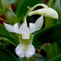 Dendrobium oligophyllum