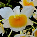 Dendrobium palpebrae