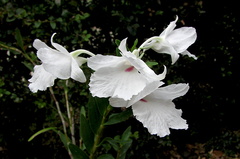 Dendrobium parthenium