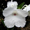 Dendrobium parthenium