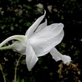 Dendrobium parthenium