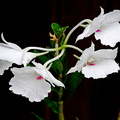 Dendrobium parthenium