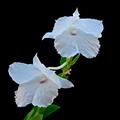 Dendrobium parthenium