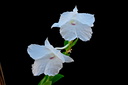 Dendrobium parthenium