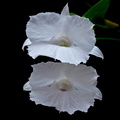 Dendrobium_parthenium7.jpg