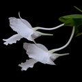 Dendrobium parthenium