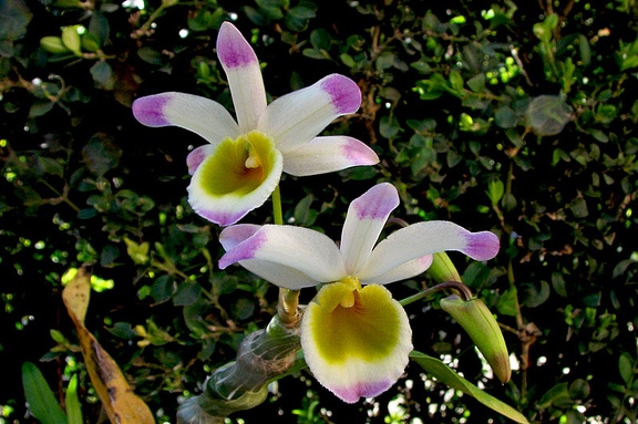 Dendrobium pendulum