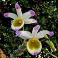 Dendrobium pendulum