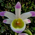 Dendrobium pendulum