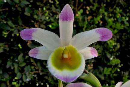 Dendrobium pendulum