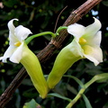 Dendrobium phillipsii