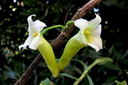 Dendrobium phillipsii