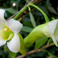 Dendrobium phillipsii