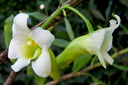 Dendrobium phillipsii