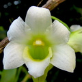 Dendrobium phillipsii